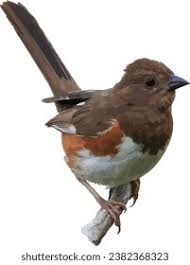 Image result for Pipilo erythrophthalmus