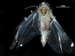 Attēlu rezultāti vaicājumam “Edwardsiana geometrica”