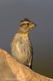 Image result for Petronia petronia