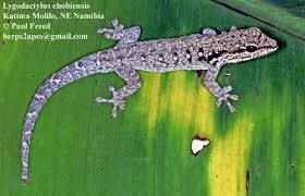 Attēlu rezultāti vaicājumam “Lycogala convexum young”