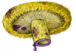 Attēlu rezultāti vaicājumam “Lactarius repraesentaneus”