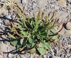 Attēlu rezultāti vaicājumam “Plantago major subsp. intermedia”