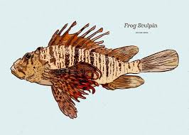 Image result for Myoxocephalus octodecemspinosus