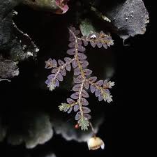 Attēlu rezultāti vaicājumam “Seligeria donniana sporophyte”