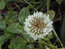 Attēlu rezultāti vaicājumam “Trifolium fragiferum flower”