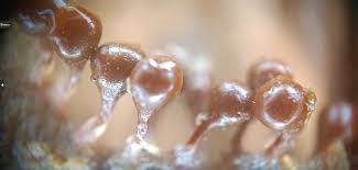 Attēlu rezultāti vaicājumam “Hemitrichia decipiens var. hemitrichoides”