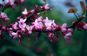 Attēlu rezultāti vaicājumam “Cercis siliquastrum”