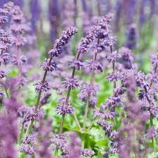 Attēlu rezultāti vaicājumam “Salvia verticillata”