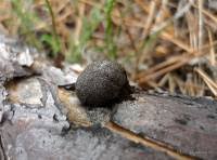 Attēlu rezultāti vaicājumam “Amaurochaete atra”