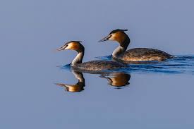 Attēlu rezultāti vaicājumam “Podiceps cristatus”