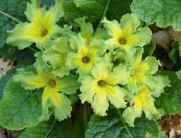 Attēlu rezultāti vaicājumam “Primula”