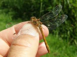 Attēlu rezultāti vaicājumam “Sympetrum sanguineum male”