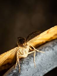 Attēlu rezultāti vaicājumam “Ematurga atomaria male”