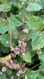 Attēlu rezultāti vaicājumam “Cuscuta europaea fruit”