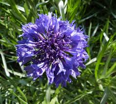 Image result for Centaurea cyanus