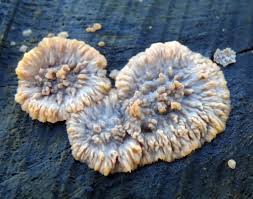 Attēlu rezultāti vaicājumam “Phlebia radiata”