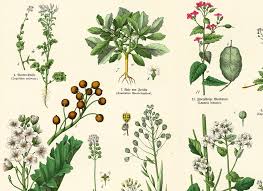 Attēlu rezultāti vaicājumam “Cruciferae”