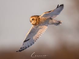 Attēlu rezultāti vaicājumam “Asio flammeus”