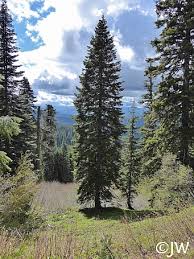Attēlu rezultāti vaicājumam “Abies concolor”