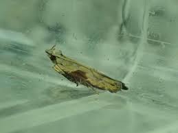 Attēlu rezultāti vaicājumam “Hypatima rhomboidella”