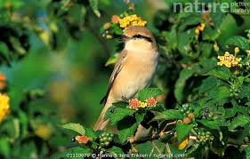 Image result for Lanius isabellinus