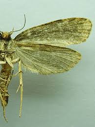 Attēlu rezultāti vaicājumam “Scardia boletella”