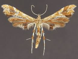 Attēlu rezultāti vaicājumam “Platyptilia tesseradactyla”