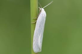 Attēlu rezultāti vaicājumam “Eana argentana”