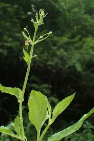 Attēlu rezultāti vaicājumam “Scrophularia umbrosa flower”