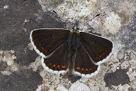 Attēlu rezultāti vaicājumam “Aricia artaxerxes  female”