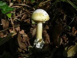 Attēlu rezultāti vaicājumam “Amanita phalloides”