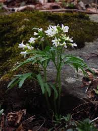 Attēlu rezultāti vaicājumam “Cruciferae”