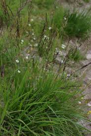 Attēlu rezultāti vaicājumam “Molinia caerulea leaf”