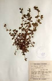 Attēlu rezultāti vaicājumam “Veronica agrestis”