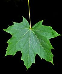 Attēlu rezultāti vaicājumam “Acer platanoides”