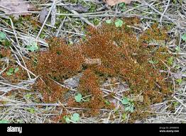 Attēlu rezultāti vaicājumam “Bryum amblyodon sporophyte”