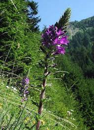 Image result for Campanula spicata