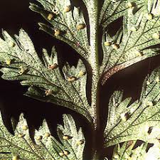 Attēlu rezultāti vaicājumam “Cystopteris fragilis”