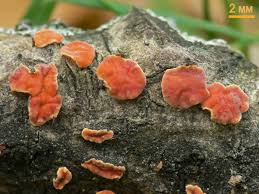 Attēlu rezultāti vaicājumam “Peniophora rufa”