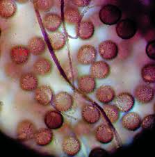 Attēlu rezultāti vaicājumam “Diderma umbilicatum macro”