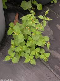 Attēlu rezultāti vaicājumam “Galinsoga quadriradiata flower”
