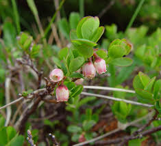 Attēlu rezultāti vaicājumam “Vaccinium uliginosum leaf”