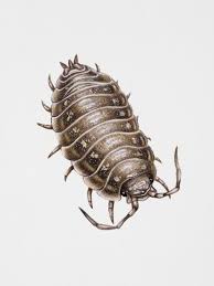 Attēlu rezultāti vaicājumam “Oniscus asellus”