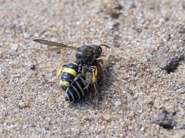Attēlu rezultāti vaicājumam “Ontholestes murinus”