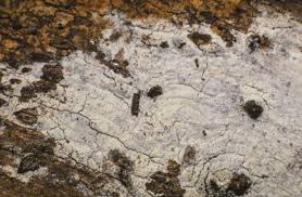 Attēlu rezultāti vaicājumam “Phlebia serialis”