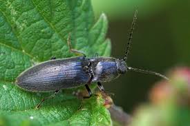 Attēlu rezultāti vaicājumam “Cidnopus aeruginosus”