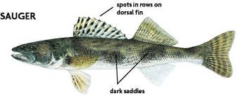 Image result for Sander canadensis