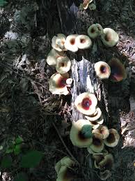 Attēlu rezultāti vaicājumam “Polyporus badius”