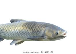 Image result for Ctenopharyngodon idella