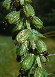 Attēlu rezultāti vaicājumam “Epipactis helleborine fruit”